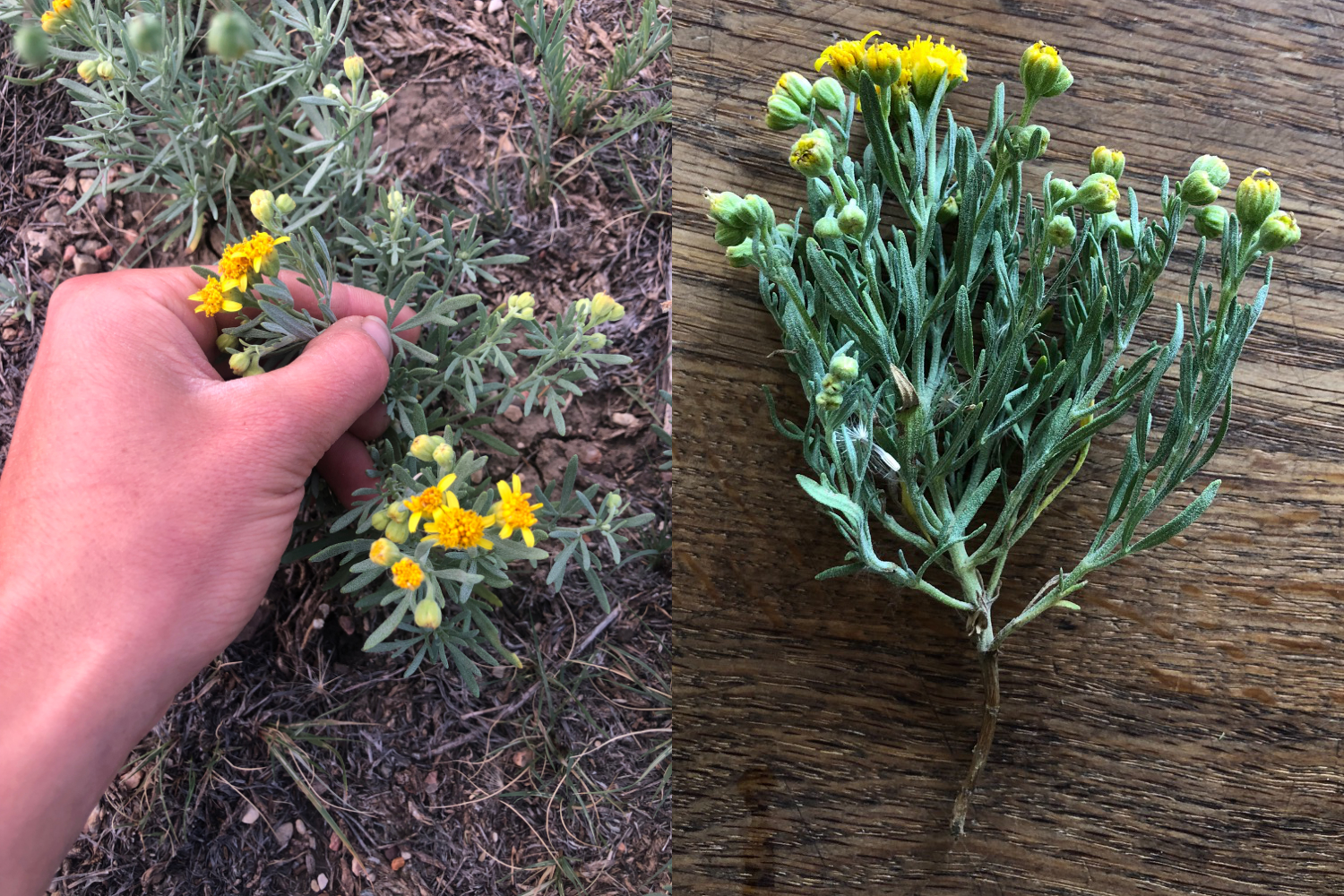Identify This Weed Larimer County
